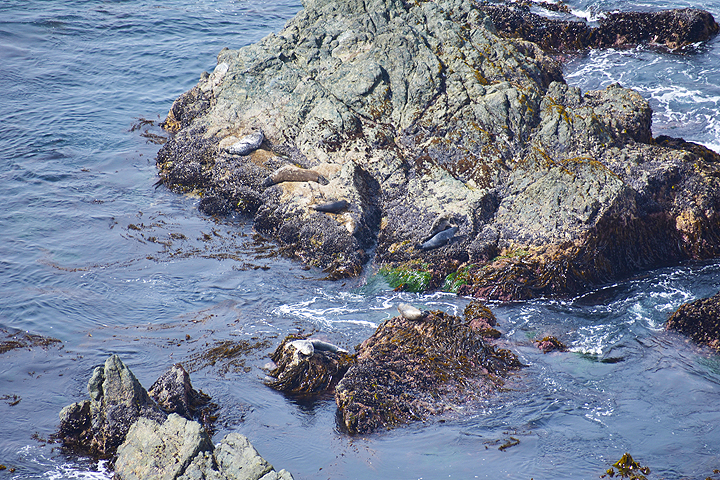 Harbor seals on offshore rocks surrounded by kelp and surfgrass
